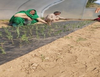 nursery of lavender & Rosemary